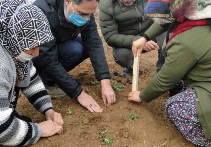 50 bin salep fidesi toprakla buluşturuldu 