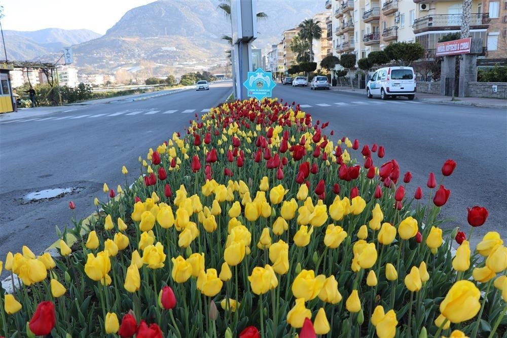 Alanya´da baharın müjdecisi çiçekler açtı
