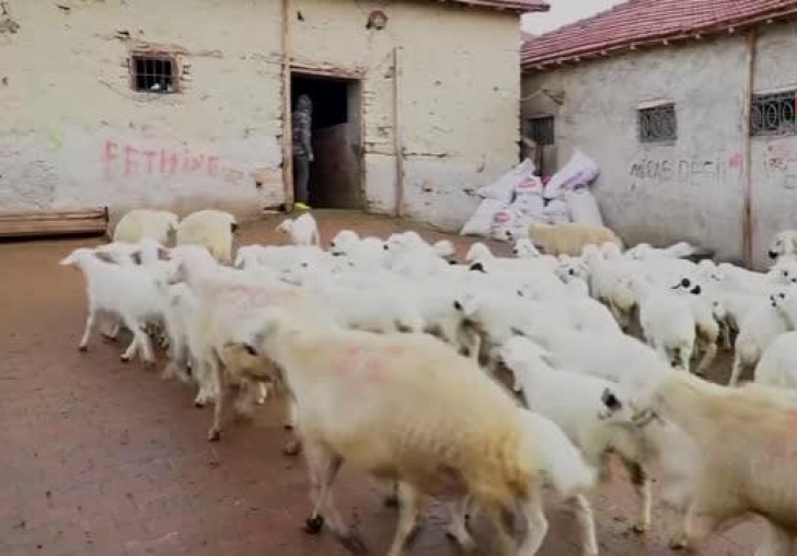 Baharın müjdeleyicisi kuzuların doğumları başladı... Günde iki kez anneleri ile buluşan kuzuların tatlı telaşı