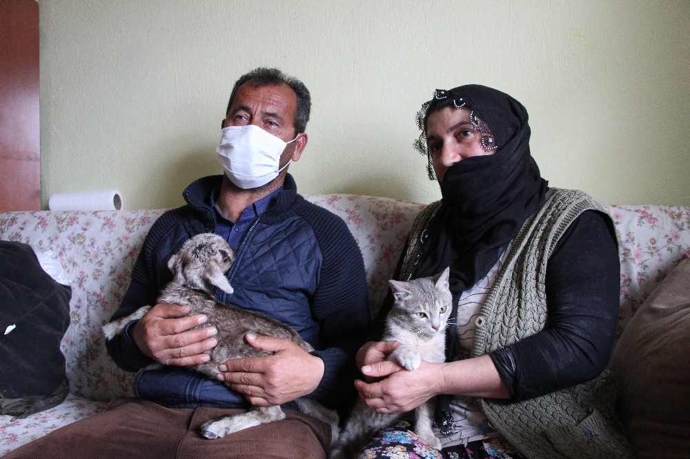 Bingöl´de içleri ısıtan görüntü, oğlağı evde bebek gibi bakıyorlar
