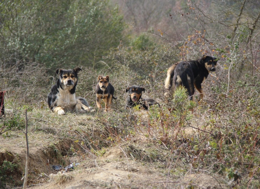 Çiğ etle beslenen köpekler mahallede tehlike saçıyor
