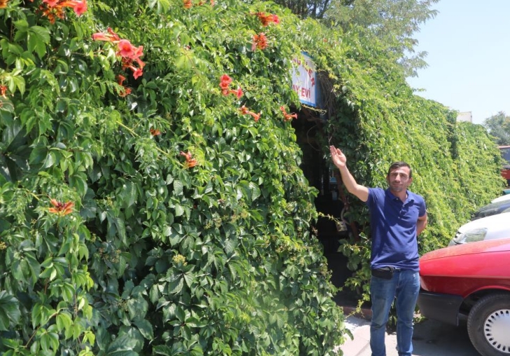 Diktiği Sarmaşık İş Yerini Kapladı