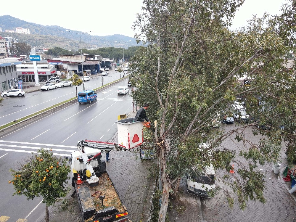 Efeler´de tehlike oluşturan ağaçlar budandı
