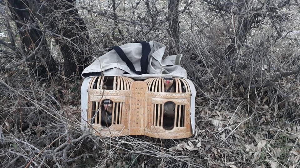 Elazığ´da  avlaklarda denetim, keklikler ele geçirildi bir meteris yıkıldı
