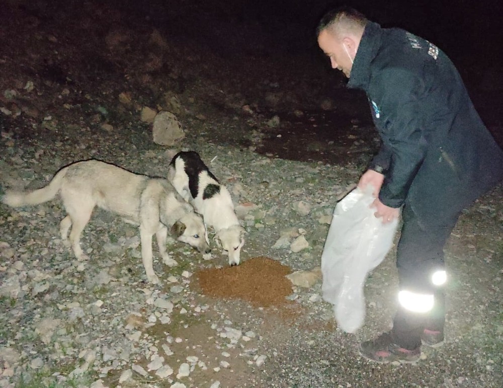 Gece yarısı sokak hayvanlarını elleriyle beslediler
