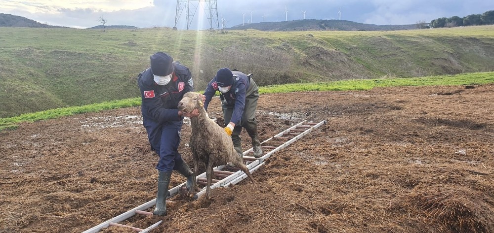 Gübre yığınına batan koyunu itfaiye kurtardı
