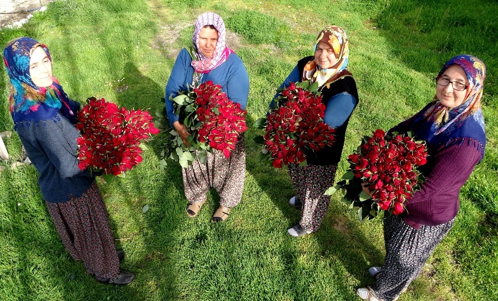 Gül yetişmez denilen köye gül serası kurdular, siparişlere yetişemiyorlar
