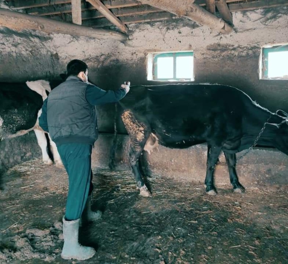 Günyüzü´nde şap aşı çalışmalarına başlandı
