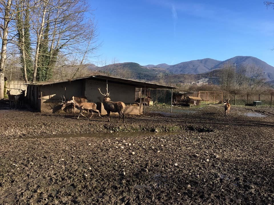 Hayvanat bahçesinden geyik çalıp öldüren 2 zanlı tutuklandı
