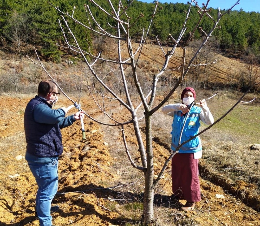 Hisarcık´ta çiftçilere budama teknikleri öğretiliyor
