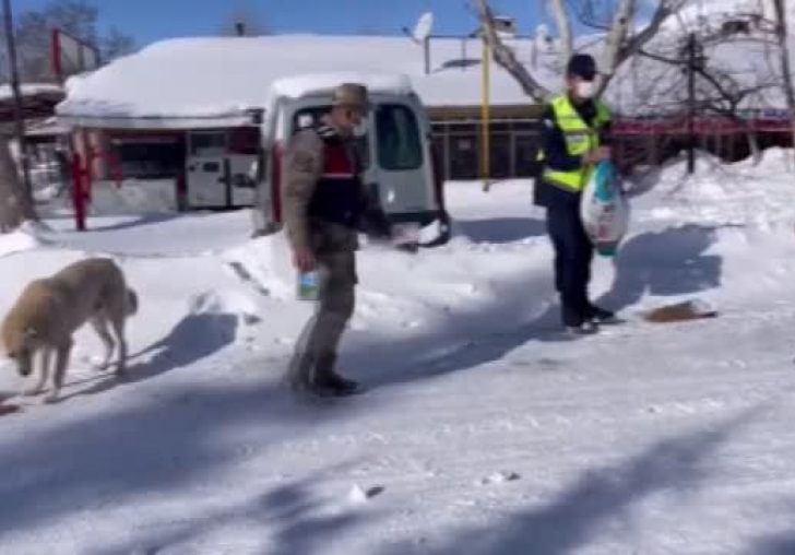 Jandarma dondurucu soğukta sokak hayvanlarını unutmadı