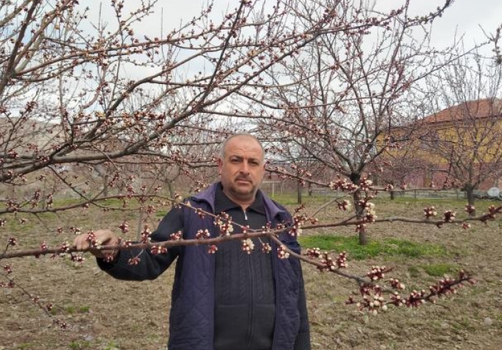 Kayısı ağaçları çiçek açtı