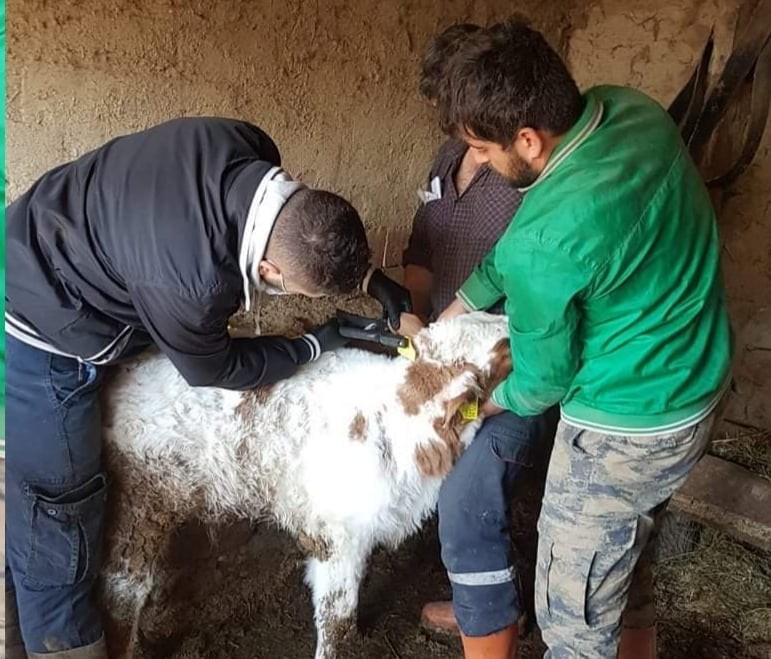 Köylerde büyükbaş hayvanlara aşı çalışmaları
