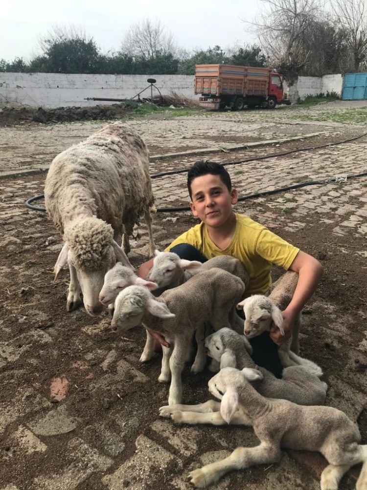 Koyun tek batında 6 yavru doğurdu
