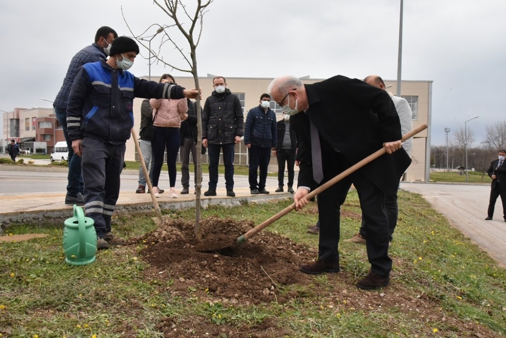 Kurupelit Yerleşkesi ıhlamurlarla daha da yeşillenecek
