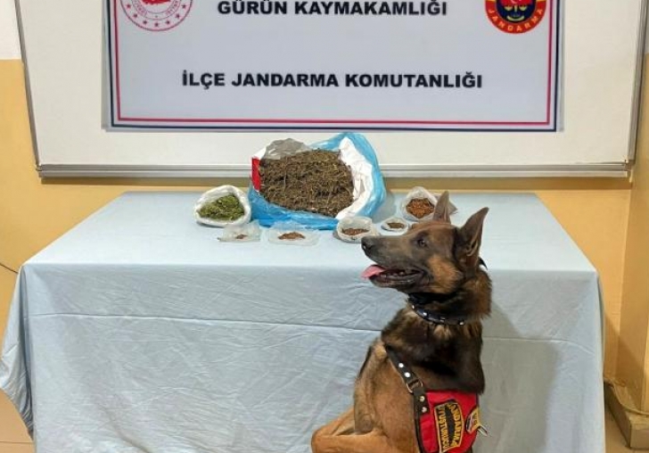 Narkotik köpeği uyuşturucu tacirlerine göz açtırmıyor