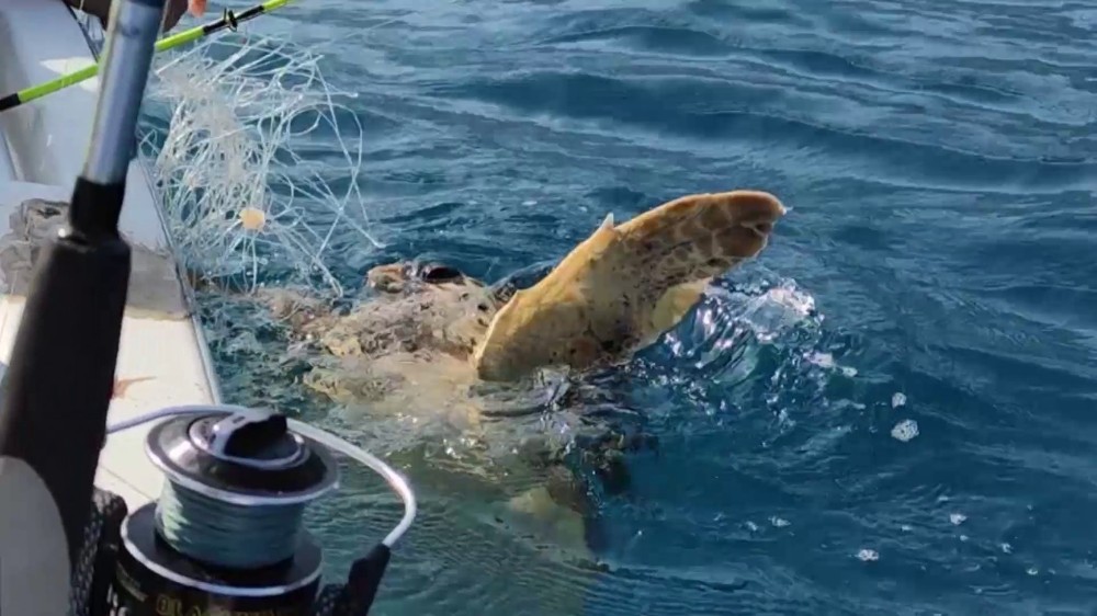 Olta misinasına takılan Caretta Caretta´yı balıkçılar kurtarıp denize bıraktı
