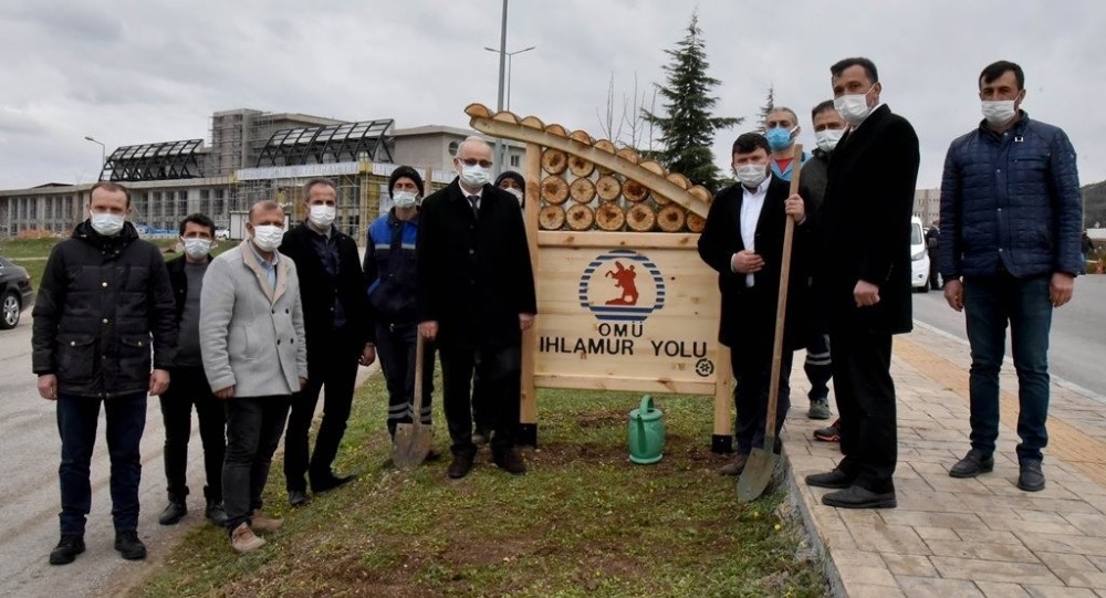 OMÜ Kurupelit Yerleşkesi ıhlamurlarla yeşillenecek
