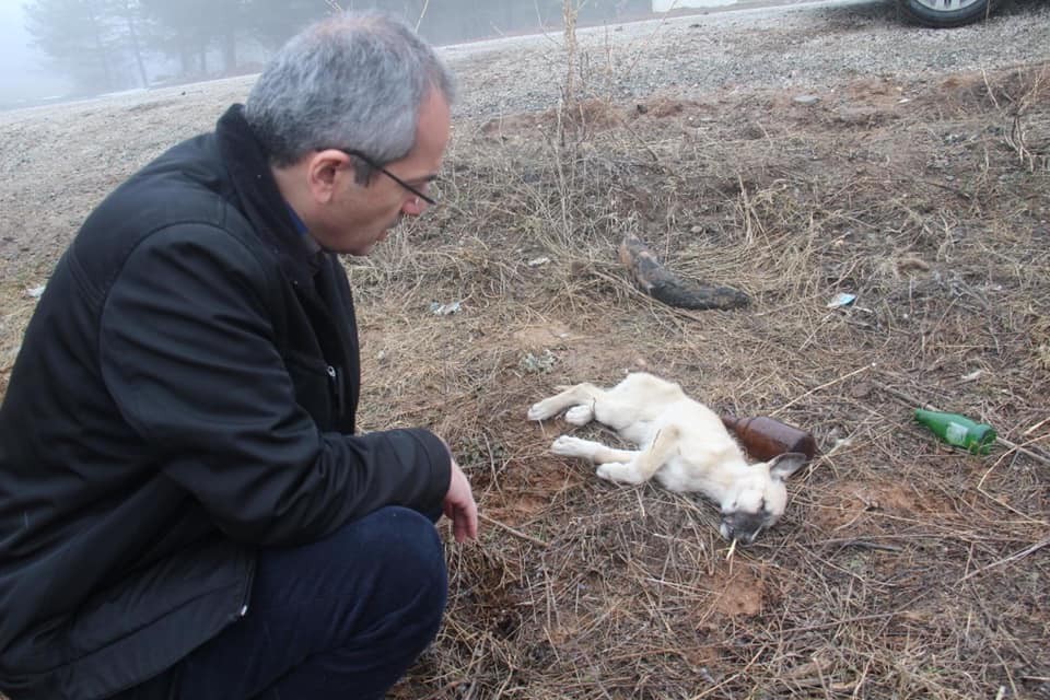 Ormana terk edilen sokak hayvanlarına kaymakam şefkati
