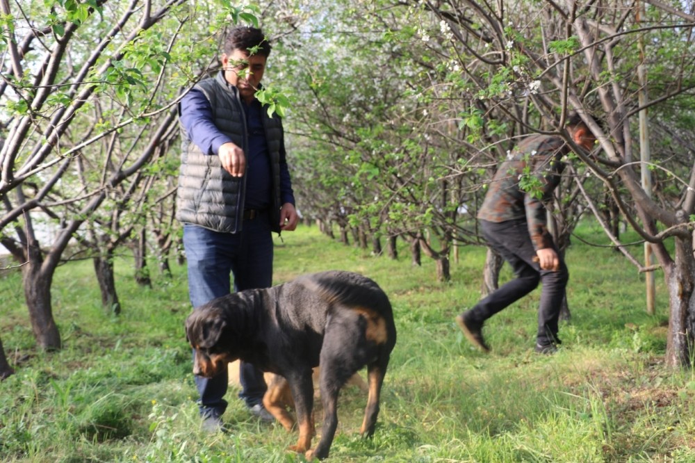 (ÖZEL) Fiyatı altınla yarışan erik, hırsızların hedefi oldu
