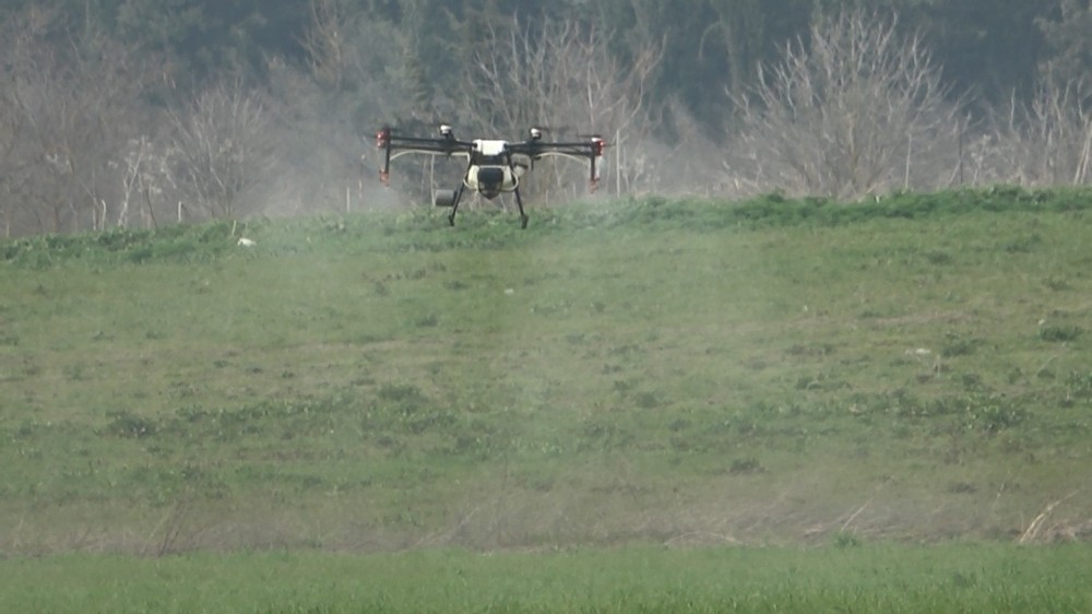 (Özel) Üniversitenin buğdayları drone ile ilaçlandı
