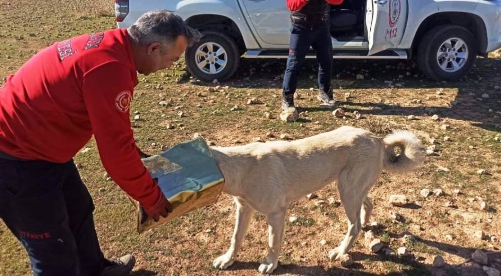 Şanlıurfa´da başına teneke sıkışan köpek kurtarıldı
