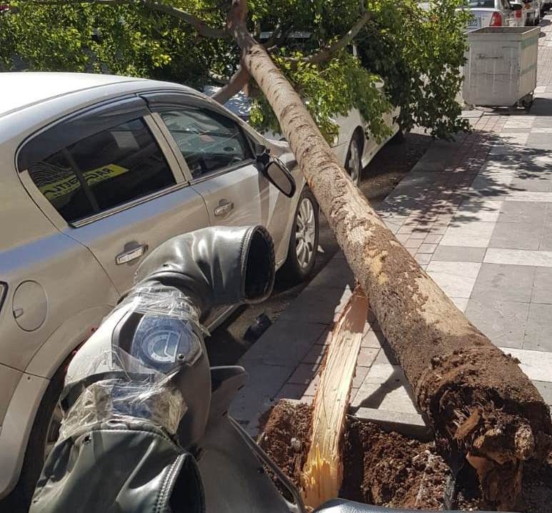 Şanlıurfa´da rüzgar ağaçları devirdi çatıları uçurdu
