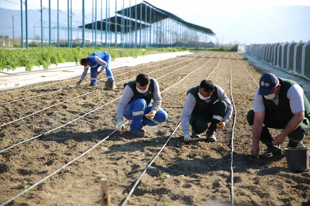 Taşköprü sarımsağı Aydın Büyükşehir Belediyesi´nin ´Aydın Çiftçi Merkezi´nde hayat buluyor
