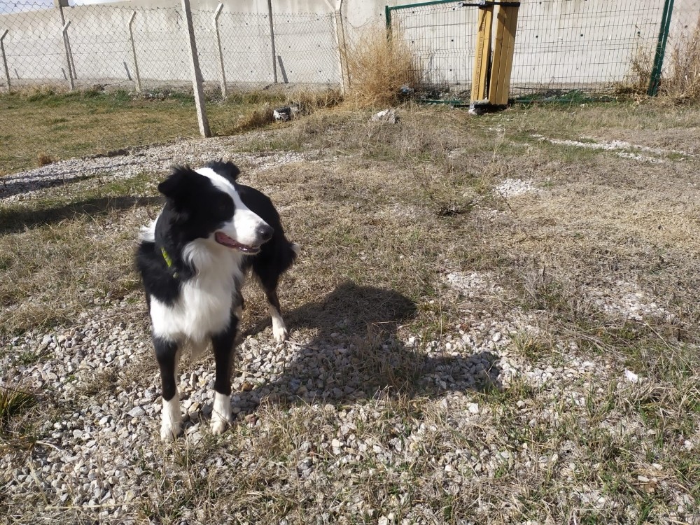 Türkiye´de ilk kez korona virüsü teşhis edebilen dedektör köpek yetiştirildi
