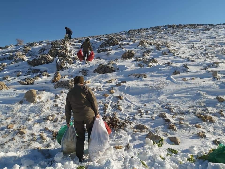 Yabani hayvanlar için Nemrut Dağına yem bırakıldı
