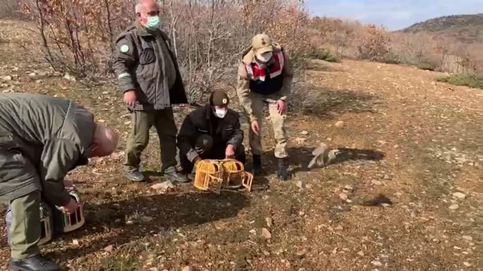 Yasak başladı, ele geçirilen kınalı keklikler doğaya salındı
