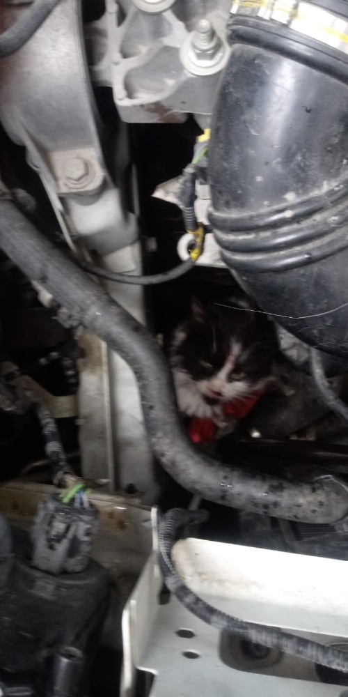 Yavru kedi otomobilin motor kısmına sıkıştı
