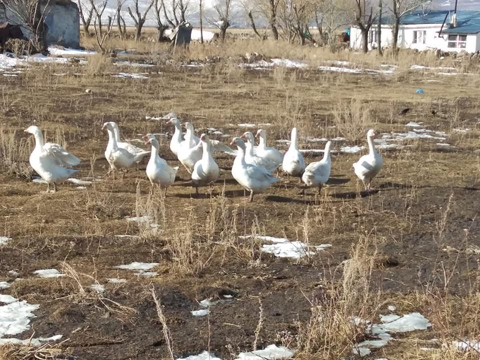 Yoksulluğa karşı Kaz Yetiştiriciliği projesi
